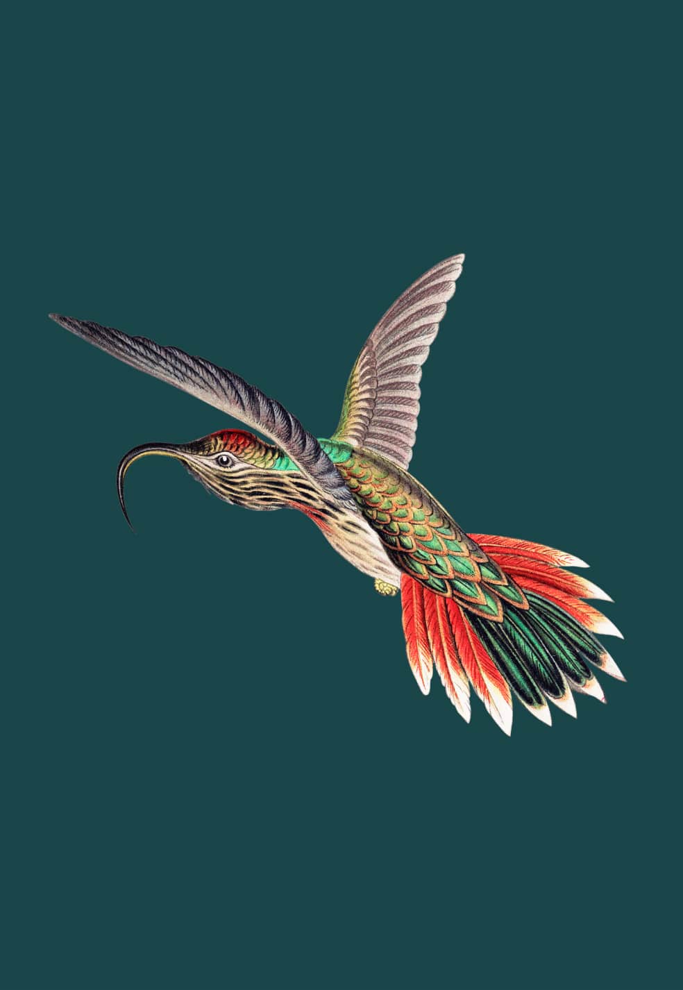 Иллюстрация летящей птицы.